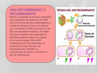 ADN RECOMBINADO O
RECOMBINANTE
Refiere al conjunto de técnicas empleadas
para manipular las moléculas de ADN,
con el fin de producirlas artificialmente y
unidas de manera in vitro. Las cadenas
que conforman el ADN provienen de dos
tipos de organismos distintos. Al añadir
una nueva cadena a un organismo se
modifican algunos rasgos y se logran
crear nuevos rasgos. Estos ADN
combinados son muy empleados al
momento de crear vacunas, en
tratamientos de fertilidad, es
experimentos de clones, o al tratar un
tipo de enfermedad
 