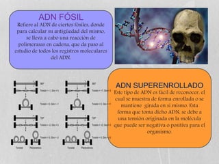 ADN FÓSIL
Refiere al ADN de ciertos fósiles, donde
para calcular su antigüedad del mismo,
se lleva a cabo una reacción de
polimerasas en cadena, que da paso al
estudio de todos los registros moleculares
del ADN.
ADN SUPERENROLLADO
Este tipo de ADN es fácil de reconocer, el
cual se muestra de forma enrollada o se
mantiene girada en si mismo. Esta
forma que toma dicho ADN, se debe a
una tensión originada en la molécula
que puede ser negativa o positiva para el
organismo.
 