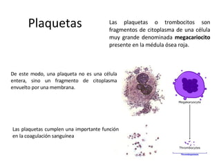 Plaquetas Las plaquetas o trombocitos son fragmentos de citoplasma de una célula muy grande denominada  megacariocito  presente en la médula ósea roja.  Las plaquetas cumplen una importante función en la coagulación sanguínea De este modo, una plaqueta no es una célula entera, sino un fragmento de citoplasma envuelto por una membrana. 