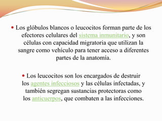  Los glóbulos blancos o leucocitos forman parte de los
efectores celulares del sistema inmunitario, y son
células con capacidad migratoria que utilizan la
sangre como vehículo para tener acceso a diferentes
partes de la anatomía.
 Los leucocitos son los encargados de destruir
los agentes infecciosos y las células infectadas, y
también segregan sustancias protectoras como
los anticuerpos, que combaten a las infecciones.
 
