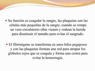  Su función es coagular la sangre, las plaquetas son las
células más pequeñas de la sangre, cuando se rompe
un vaso circulatorio ellas vienen y rodean la herida
para disminuir el tamaño para evitar el sangrado.
 El fibrinógeno se transforma en unos hilos pegajosos
y con las plaquetas forman una red para atrapar los
glóbulos rojos que se coagula y forma una costra para
evitar la hemorragia.
 