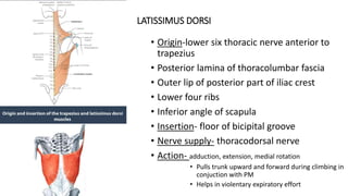 LATISSIMUS DORSI
• Origin-lower six thoracic nerve anterior to
trapezius
• Posterior lamina of thoracolumbar fascia
• Outer lip of posterior part of iliac crest
• Lower four ribs
• Inferior angle of scapula
• Insertion- floor of bicipital groove
• Nerve supply- thoracodorsal nerve
• Action- adduction, extension, medial rotation
• Pulls trunk upward and forward during climbing in
conjuction with PM
• Helps in violentary expiratory effort
 