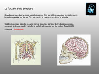 Le funzioni dello scheletro Scatola cranica: diverse ossa saldate insieme. Dito sul labbro superiore e mastichiamo: la parte superiore sta ferma. Dito sul mento: si muove: mandibola si articola Gabbia toracica e costole: toccate sterno, costole e pancia. Dietro la spina dorsale, susseguirsi di ossa incolonnate l’una sull’altra (costruire per far vedere flessibilità?) Funzione?  Protezione 
