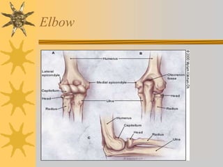 Elbow
 