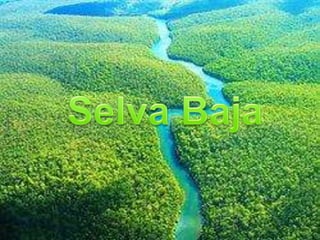 Selva baja 1