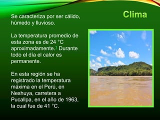 Se caracteriza por ser cálido,
húmedo y lluvioso.
La temperatura promedio de
esta zona es de 24 °C
aproximadamente.1 Durante
todo el día el calor es
permanente.
En esta región se ha
registrado la temperatura
máxima en el Perú, en
Neshuya, carretera a
Pucallpa, en el año de 1963,
la cual fue de 41 °C.
 