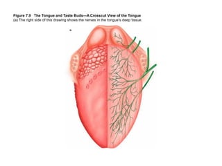 Figure 7.9 The Tongue and Taste Buds—A Crosscut View of the Tongue
(a) The right side of this drawing shows the nerves in the tongue's deep tissue.

 
