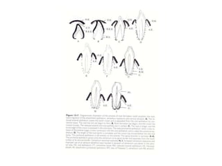 shedding of the teeth.PPT