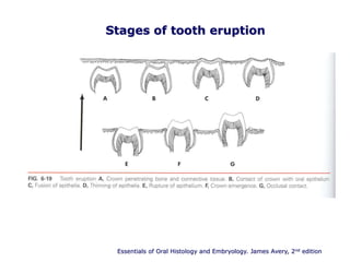Stages of tooth eruption
Essentials of Oral Histology and Embryology. James Avery, 2nd edition
 