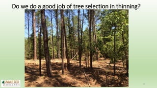 Do we do a good job of tree selection in thinning?
29
 