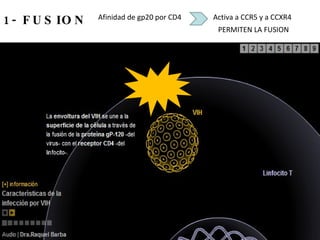 1- FUSION Afinidad de gp20 por CD4  Activa a CCR5 y a CCXR4  PERMITEN LA FUSION  