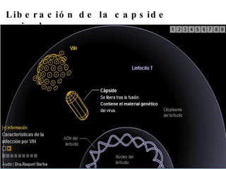 Liberación de la capside viral 