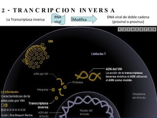 2- TRANCRIPCION INVERSA La Transcriptasa inversa RNA viral DNA viral de doble cadena (proviral o provirus) Modifica  