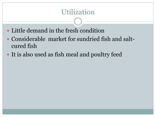 Utilization
 Little demand in the fresh condition
 Considerable market for sundried fish and salt-
cured fish
 It is also used as fish meal and poultry feed
 