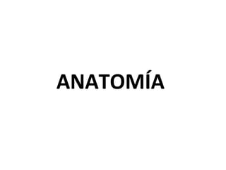 ANATOMÍA
 
