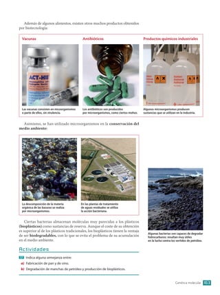 Además de algunos alimentos, existen otros muchos productos obtenidos
por biotecnología:
Asimismo, se han utilizado microorganismos en la conservación del
medio ambiente:
Ciertas bacterias almacenan moléculas muy parecidas a los plásticos
(bioplásticos) como sustancias de reserva. Aunque el coste de su obtención
es superior al de los plásticos tradicionales, los bioplásticos tienen la ventaja
de ser biodegradables, con lo que se evita el problema de su acumulación
en el medio ambiente.
Actividades
Indica alguna semejanza entre:
a) Fabricación de pan y de vino.
b) Degradación de manchas de petróleo y producción de bioplásticos.
17
Genética molecular 163
Algunas bacterias son capaces de degradar
hidrocarburos: resultan muy útiles
en la lucha contra los vertidos de petróleo.
Vacunas
Las vacunas consisten en micoorganismos
o parte de ellos, sin virulencia.
Antibióticos
Los antibióticos son producidos
por microorganismos, como ciertos mohos.
Productos químicos industriales
Algunos microorganismos producen
sustancias que se utilizan en la industria.
La descomposición de la materia
orgánica de las basuras se realiza
por microorganismos.
En las plantas de tratamiento
de aguas residuales se utiliza
la acción bacteriana.
0S4BGLA_12_07 25/1/12 16:47 Página 163
 