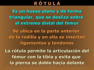 Es un hueso plano y de forma triangular, que se desliza sobre  el extremo distal del fémur La rótula permite la articulación del fémur con la tibia y evita que  la pierna se doble hacia delante Se ubica en la parte anterior  de la rodilla y en ella se insertan ligamentos y tendones R Ó T U L A 