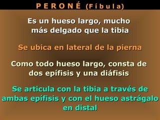 Es un hueso largo, mucho  más delgado que la tibia Se articula con la tibia a través de ambas epífisis y con el hueso astrágalo en distal Como todo hueso largo, consta de  dos epífisis y una diáfisis  P E R O N É  (F í b u l a) Se ubica en lateral de la pierna 