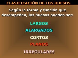 CLASIFICACIÓN DE LOS HUESOS   Según la forma y función que desempeñen, los huesos pueden ser: LARGOS ALARGADOS CORTOS IRREGULARES PLANOS 