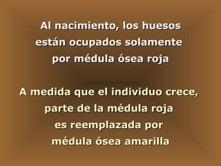 Al nacimiento, los huesos  están ocupados solamente  por médula ósea roja A medida que el individuo crece,  parte de la médula roja  es reemplazada por  médula ósea amarilla 