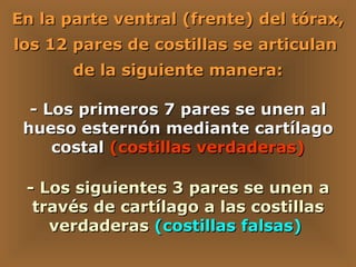 En la parte ventral (frente) del tórax, los 12 pares de costillas se articulan  de la siguiente manera: - Los primeros 7 pares se unen al hueso esternón mediante cartílago costal  (costillas verdaderas) - Los siguientes 3 pares se unen a través de cartílago a las costillas verdaderas  (costillas falsas)   