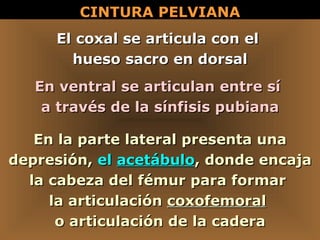 CINTURA PELVIANA El coxal se articula con el  hueso sacro en dorsal En ventral se articulan entre sí  a través de la sínfisis pubiana En la parte lateral presenta una depresión,   el  acetábulo , donde encaja la cabeza del fémur para formar  la articulación  coxofemoral   o articulación de la cadera 