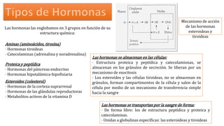 Las hormonas las englobamos en 3 grupos en función de su
estructura química:
Aminas (aminoácidos, tirosina)
· Hormonas tiroideas
· Catecolaminas (adrenalina y noradrenalina)
Proteica y peptídica
· Hormonas del páncreas endocrino
· Hormonas hipotalámica-hipofisiaria
Esteroides (colesterol)
· Hormonas de la corteza suprarrenal
· Hormonas de las glándulas reproductoras
· Metabolitos activos de la vitamina D
Mecanismo de acción
de las hormonas
esteroideas y
tiroideas
Las hormonas se almacenan en las células:
· Estructura proteica y peptídica y catecolamionas, se
almacenan en los gránulos de secreción. Se liberan por un
mecanismo de exocitosis
· Los esteroides y las células tiroideas, no se almacenan en
gránulos, forman compartimentos de la célula y salen de la
célula por medio de un mecanismo de transferencia simple
hacia la sangre
Las hormonas se transportan por la sangre de forma:
· De forma libre: los de estructura peptídica y proteica y
catecolaminas.
· Unidas a globulinas específicas: las esteroideas y tiroideas
 