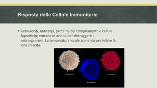 Risposta delle Cellule Immunitarie
 Granulociti, anticorpi, proteine ​​del complemento e cellule
fagocitiche entrano in azione per distruggere i
microrganismi. La temperatura locale aumenta per inibire la
loro crescita.
 