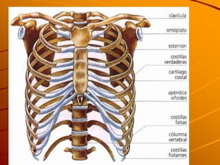 Sistema oseo 1
