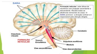 Palestra sobre Sono e Vigilia-Fisiologia pptx