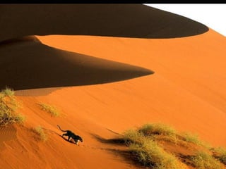 Splendeurs africaines