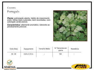 Coentro Português Planta:  polinização aberta, hábito de crescimento ereto, folhas lisas e grandes, bem recortadas, com coloração verde-escura. Característica:  altamente aromático, tolerante ao pendoamento precoce. Ciclo (Dias)‏ 30 - 40 Espaçamento 0,20 x 0,10 m -  N.º Sementes por grama 100 Resistência - Tamanho Médio 