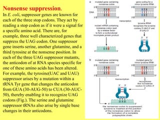Nonsense suppression.
In E. coli, suppressor genes are known for
each of the three stop codons. They act by
reading a stop codon as if it were a signal for
a specific amino acid. There are, for
example, three well characterized genes that
suppress the UAG codon. One suppressor
gene inserts serine, another glutamine, and a
third tyrosine at the nonsense position. In
each of the three UAG suppressor mutants,
the anticodon of at RNA species specific for
one of these amino acids has been altered.
For example, the tyrosine(UAC and UAU)
suppressor arises by a mutation within a
tRNA Tyr gene that changes the anticodon
from GUA (30-AUG-50) to CUA (30-AUC-
50), thereby enabling it to recognize UAG
codons (Fig.). The serine and glutamine
suppressor tRNAs also arise by single base
changes in their anticodons.
 