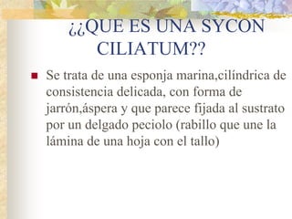 Sycon cilliatum