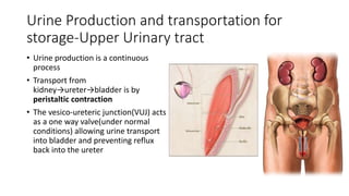 Urine Production and transportation for
storage-Upper Urinary tract
• Urine production is a continuous
process
• Transport from
kidney→ureter→bladder is by
peristaltic contraction
• The vesico-ureteric junction(VUJ) acts
as a one way valve(under normal
conditions) allowing urine transport
into bladder and preventing reflux
back into the ureter
 