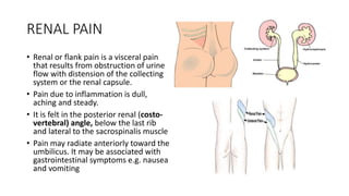 RENAL PAIN
• Renal or flank pain is a visceral pain
that results from obstruction of urine
flow with distension of the collecting
system or the renal capsule.
• Pain due to inflammation is dull,
aching and steady.
• It is felt in the posterior renal (costo-
vertebral) angle, below the last rib
and lateral to the sacrospinalis muscle
• Pain may radiate anteriorly toward the
umbilicus. It may be associated with
gastrointestinal symptoms e.g. nausea
and vomiting
 