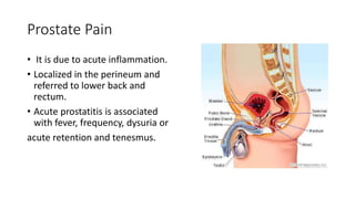 Prostate Pain
• It is due to acute inflammation.
• Localized in the perineum and
referred to lower back and
rectum.
• Acute prostatitis is associated
with fever, frequency, dysuria or
acute retention and tenesmus.
 