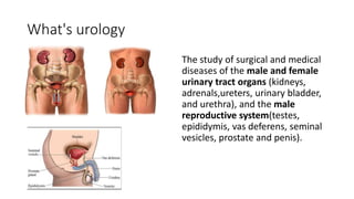 What's urology
The study of surgical and medical
diseases of the male and female
urinary tract organs (kidneys,
adrenals,ureters, urinary bladder,
and urethra), and the male
reproductive system(testes,
epididymis, vas deferens, seminal
vesicles, prostate and penis).
 