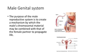 Male Genital system
• The purpose of the male
reproductive system is to create
a mechanism by which the
male's chromosomal material
may be combined with that of
the female partner to propagate
life.
 