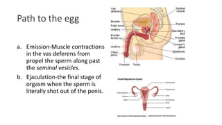 Path to the egg
a. Emission-Muscle contractions
in the vas deferens from
propel the sperm along past
the seminal vesicles.
b. Ejaculation-the final stage of
orgasm when the sperm is
literally shot out of the penis.
 