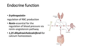 Endocrine function
• Erythropoietin-
regulation of RBC production
• Renin-essential for the
regulation of blood pressure via
renin–angiotensin pathway
• 1,25 dihydroxicholecalciferol-for
calcium homeostasis
 