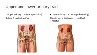 Upper and lower urinary tract
• Upper urinary tract(transportation)
Kidney→ ureteric orifice
• Lower urinary tract(storage & voiding)
Bladder neck→external urethral
meatus
 