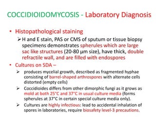 COCCIDIOIDOMYCOSIS - Laboratory Diagnosis
• Histopathological staining
H and E stain, PAS or CMS of sputum or tissue biopsy
specimens demonstrates spherules which are large
sac like structures (20-80 µm size), have thick, double
refractile wall, and are filled with endospores
• Cultures on SDA –
 produces mycelial growth, described as fragmented hyphae
consisting of barrel-shaped arthrospores with alternate cells
distorted (empty cells)
 Coccidioides differs from other dimorphic fungi as it grows as
mold at both 25°C and 37°C in usual culture media (forms
spherules at 37°C in certain special culture media only).
 Cultures are highly infectious: lead to accidental inhalation of
spores in laboratories, require biosafety level-3 precautions.
 