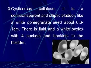 3.Cysticercus cellulose. It is a
semitransparent and elliptic bladder, like
a white pomegranate seed about 0.6-
1cm. There is fluid and a white scolex
with 4 suckers and hooklets in the
bladder.
 