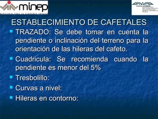 ESTABLECIMIENTO DE CAFETALESESTABLECIMIENTO DE CAFETALES
 TRAZADO: Se debe tomar en cuenta laTRAZADO: Se debe tomar en cuenta la
pendiente o inclinación del terreno para lapendiente o inclinación del terreno para la
orientación de las hileras del cafeto.orientación de las hileras del cafeto.
 Cuadricula: Se recomienda cuando laCuadricula: Se recomienda cuando la
pendiente es menor del 5%pendiente es menor del 5%
 Tresbolillo:Tresbolillo:
 Curvas a nivel:Curvas a nivel:
 Hileras en contorno:Hileras en contorno:
 