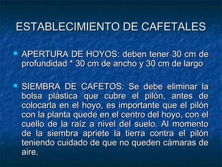 ESTABLECIMIENTO DE CAFETALESESTABLECIMIENTO DE CAFETALES
 APERTURA DE HOYOS: deben tener 30 cm deAPERTURA DE HOYOS: deben tener 30 cm de
profundidad * 30 cm de ancho y 30 cm de largoprofundidad * 30 cm de ancho y 30 cm de largo
 SIEMBRA DE CAFETOS: Se debe eliminar laSIEMBRA DE CAFETOS: Se debe eliminar la
bolsa plástica que cubre el pilón, antes debolsa plástica que cubre el pilón, antes de
colocarla en el hoyo, es importante que el pilóncolocarla en el hoyo, es importante que el pilón
con la planta quede en el centro del hoyo, con elcon la planta quede en el centro del hoyo, con el
cuello de la raíz a nivel del suelo. Al momentocuello de la raíz a nivel del suelo. Al momento
de la siembra apriete la tierra contra el pilónde la siembra apriete la tierra contra el pilón
teniendo cuidado de que no queden cámaras deteniendo cuidado de que no queden cámaras de
aire.aire.
 
