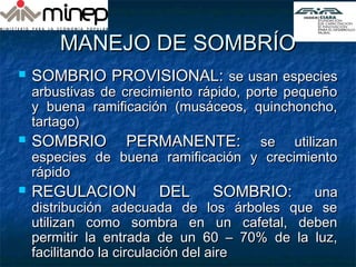 MANEJO DE SOMBRÍOMANEJO DE SOMBRÍO
 SOMBRIO PROVISIONAL:SOMBRIO PROVISIONAL: se usan especiesse usan especies
arbustivas de crecimiento rápido, porte pequeñoarbustivas de crecimiento rápido, porte pequeño
y buena ramificación (musáceos, quinchoncho,y buena ramificación (musáceos, quinchoncho,
tartago)tartago)
 SOMBRIO PERMANENTE:SOMBRIO PERMANENTE: se utilizanse utilizan
especies de buena ramificación y crecimientoespecies de buena ramificación y crecimiento
rápidorápido
 REGULACION DEL SOMBRIO:REGULACION DEL SOMBRIO: unauna
distribución adecuada de los árboles que sedistribución adecuada de los árboles que se
utilizan como sombra en un cafetal, debenutilizan como sombra en un cafetal, deben
permitir la entrada de un 60 – 70% de la luz,permitir la entrada de un 60 – 70% de la luz,
facilitando la circulación del airefacilitando la circulación del aire
 