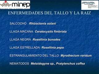 ENFERMEDADES DEL TALLO Y LA RAIZ
SALCOCHOSALCOCHO Rhizoctonia solaniRhizoctonia solani
LLAGA MACANALLAGA MACANA Ceratocystis fimbriataCeratocystis fimbriata
LLAGA NEGRALLAGA NEGRA Rosellinia bunodesRosellinia bunodes
LLAGA ESTRELLADALLAGA ESTRELLADA Rosellinia pepoRosellinia pepo
ESTRANGULAMIENTO DEL TALLOESTRANGULAMIENTO DEL TALLO Myrothecium roridumMyrothecium roridum
NEMATODOSNEMATODOS Meloidogyne sp., Pratylenchus coffeaMeloidogyne sp., Pratylenchus coffea
 