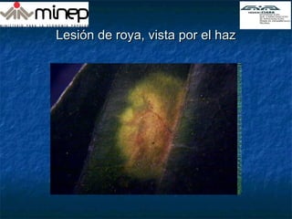 Lesión de roya, vista por el hazLesión de roya, vista por el haz
 
