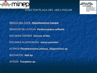 INSECTOS PLAGA DEL AREA FOLIAR
BROCA DEL CAFÉBROCA DEL CAFÉ Hypothenemus hampeiHypothenemus hampei
MINADOR DE LA HOJAMINADOR DE LA HOJA Perileucoptera coffeellaPerileucoptera coffeella
ESCAMAS VERDESESCAMAS VERDES Coccus viridisCoccus viridis
ESCAMAS ALGODONOSAESCAMAS ALGODONOSA Icerya purchasiIcerya purchasi
ACAROSACAROS Paratetranichus pilosus, Olygonichus sp.Paratetranichus pilosus, Olygonichus sp.
BACHACOSBACHACOS Atta sp.Atta sp.
AFIDOSAFIDOS ToToxxoptera sp.optera sp.
 